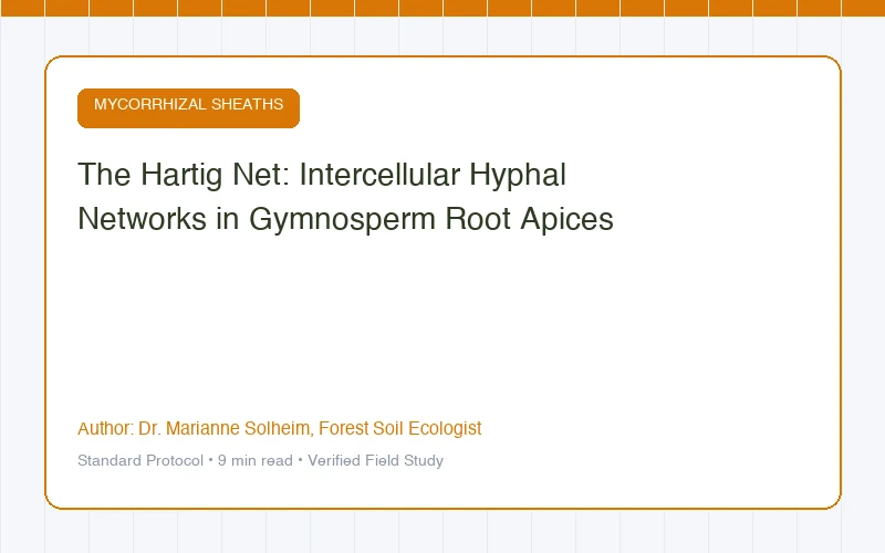 The Hartig Net: Intercellular Hyphal Networks in Gymnosperm Root Apices